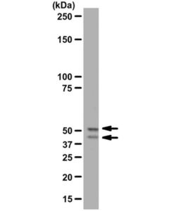 Millipore Anti-Gsk3alpha/Beta Antibody  Rabbit Monoclonal; MILL-04-903