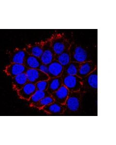 Millipore Anti-Egfr (Cytoplasmic Domain) Antibody, Clone 8g6.2