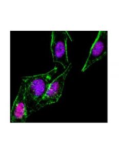 Millipore Anti-Smad1 Antibody, Clone As22