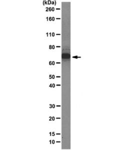 Millipore Anti-Hnrnp Q Antibody, Clone 18e4