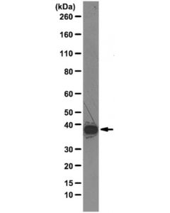 Millipore Anti-Hnrnp A1 Antibody, Clone 4b10