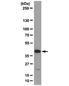 Millipore Anti-Eif4a3 Antibody, Clone 3f1