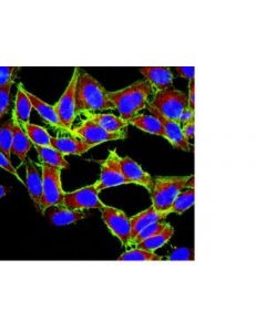 Millipore Anti-Mtor Antibody, Clone 21a12.2