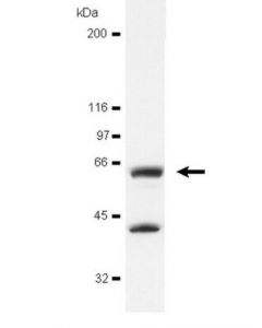 Millipore Anti-Avian Src Antibody, Clone Ec10