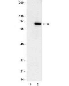 Millipore Anti-Phospho-Stat3 (Tyr705) Antibody, Clone 9e12