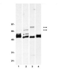 Millipore Anti-Frs2/Snt-1 Antibody