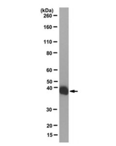 Millipore Anti-Laci Antibody, Clone 9a5