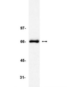 Millipore Anti-Trf2 Antibody, Clone 4a794