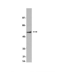 Millipore Anti-Cam Kinase Ii Antibody, Alpha Subunit, Clone 6g9