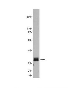 Millipore Anti-Lat Antibody, Clone 2e9