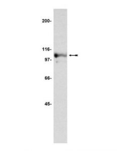 Millipore Anti-Nucleolin Antibody, Clone 3g4b2