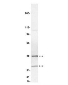Millipore Anti-Caspase 9 Antibody, Clone 96-2-22