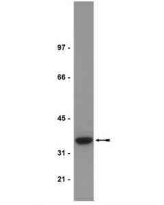 Millipore Anti-Pp2a Antibody, C Subunit, Demethylated, Clone 4b7
