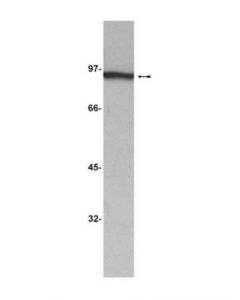 Millipore Anti-Beta-Catenin Antibody, Clone 2h4a7