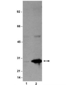 Millipore Anti-Phospho-Hsp27 (Ser78) Antibody, Clone Jbw502