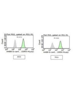 Millipore Anti-Active-Beta-Catenin Antibody, Clone 8e7, Alexa Fluor