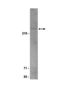 Millipore Anti-Brca2 Antibody, Clone 5.23
