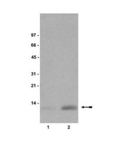Millipore Anti-Dimethyl-Histone H4 (Lys20) Antibody, Clone 6g7/H4