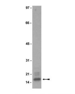 Millipore Anti-Mbp Antibody, Clone Skb3