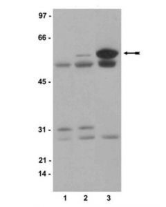 Millipore Anti-Phospho-Src (Tyr416) Antibody, Clone 9a6