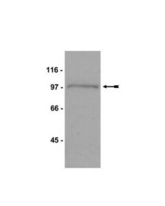 Millipore Anti-Mps1 Antibody, Ct, Clone 4-112-3
