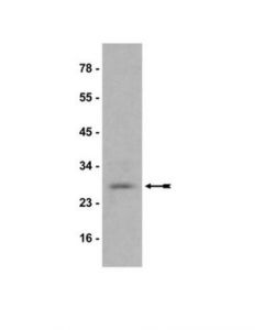 Millipore Anti-Hp1alpha Antibody, Clone15.19s2