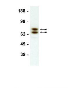 Millipore Anti-Lamin A/C Antibody, Clone 14