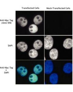 Millipore Anti-Myc Tag Antibody, Clone 4a6
