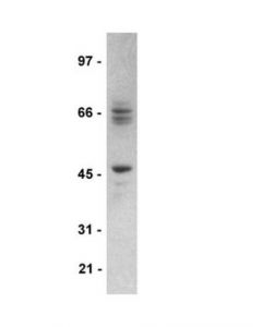 Millipore Anti-Step Antibody, Clone 23e5