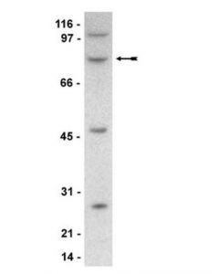 Millipore Anti-Seta/Cin85/Ruk/Sh3kbpi Antibody, Clone 84
