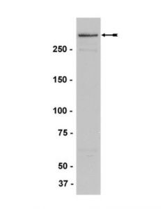 Millipore Anti-Mll/Hrx Antibody, Nt., Clone N4.4