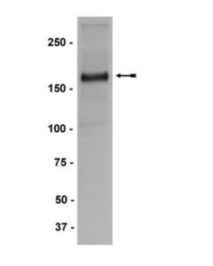 Millipore Anti-Mll/Hrx Antibody, Ct., Clone 9-12