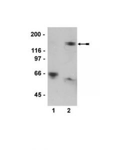 Millipore Anti-Phospho-Mypt1 (Thr850) Antibody, Clone Sa19, Rabbit