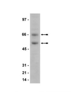 Millipore Anti-Meis 1/2/3 Antibody, Clone 9.2.7