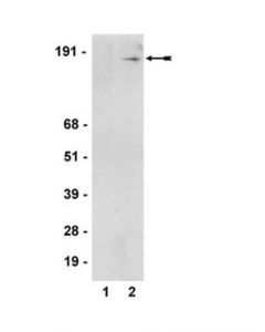 Millipore Anti-Phospho-Smc1 (Ser957) Antibody, Clone 5d11g5