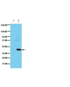 Millipore Anti-Ido (Indoleamine 2,3-Dioxygenase) Antibody, Clone