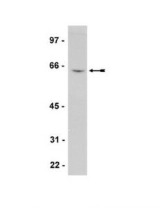 Millipore Anti-Plk1 Antibody, Clone 35-206