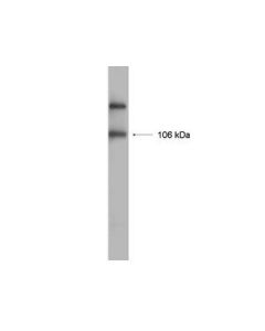 Millipore Anti-Glur1 Antibody, Recombinant, Rabbit Monoclonal