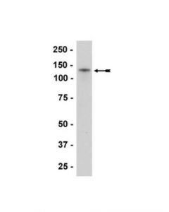 Millipore Anti-N-Cadherin Antibody, Clone 13a9