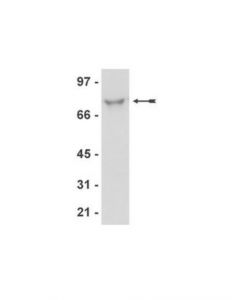 Millipore Anti-Orc2 Antibody, Clone 3g6