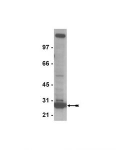Millipore Anti-Orc6 Antibody, Clone 3a4