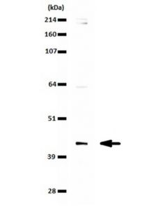 Millipore Anti-Setd8 (Hpr-Set7) Antibody
