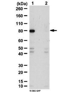Millipore Anti-Phospho-Tab1 (Thr431) Antibody