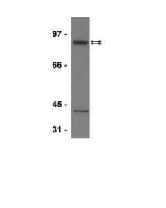 Millipore Anti-Stat5b Antibody