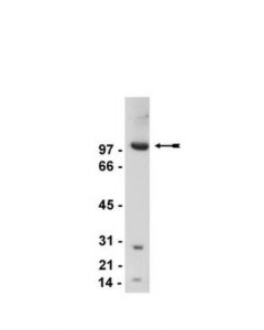 Millipore Anti-Mglur2/3 Antibody