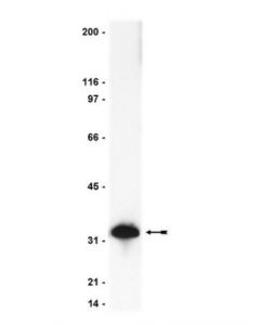 Millipore Anti-Caspase 3 Antibody