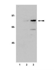 Millipore Anti-Acetyl-P53 (Lys373) Antibody