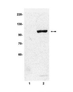 Millipore Anti-Phospho-Stat6 (Tyr641) Antibody
