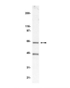 Millipore Anti-P67-Phox Antibody