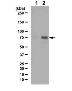 Millipore Anti-Phospho-Stat3 (Tyr68) Antibody; MILL-07-1347
